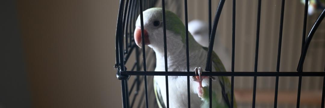 Birds Along With Cages