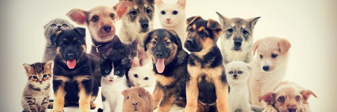 Pets