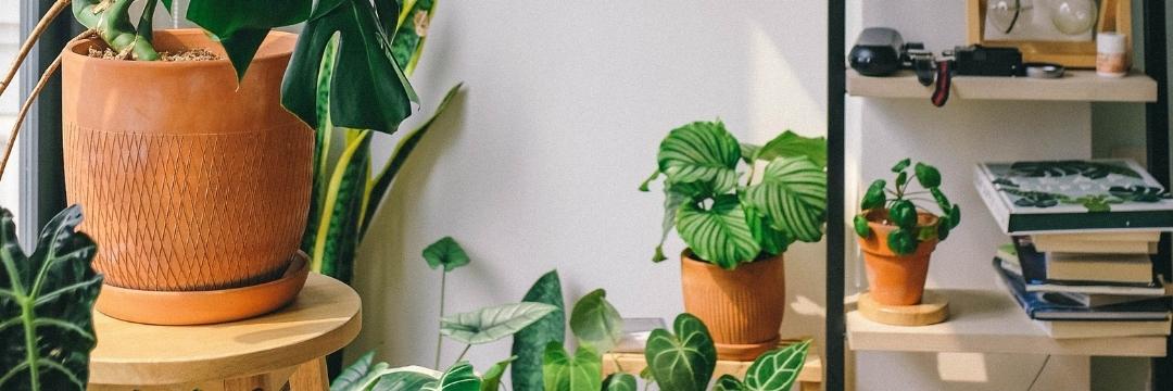 Plants